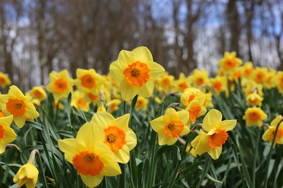 Daffodils in Falmouth