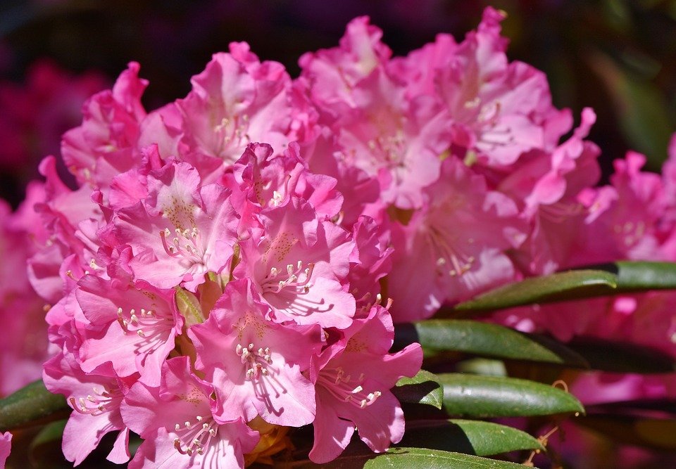 Rhododendron in flower