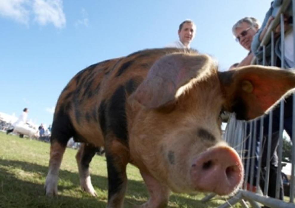 Pig at the Royal Cornwall Show