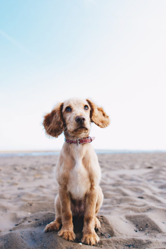 a dog sat on a dog-friendly beach in Cornwall