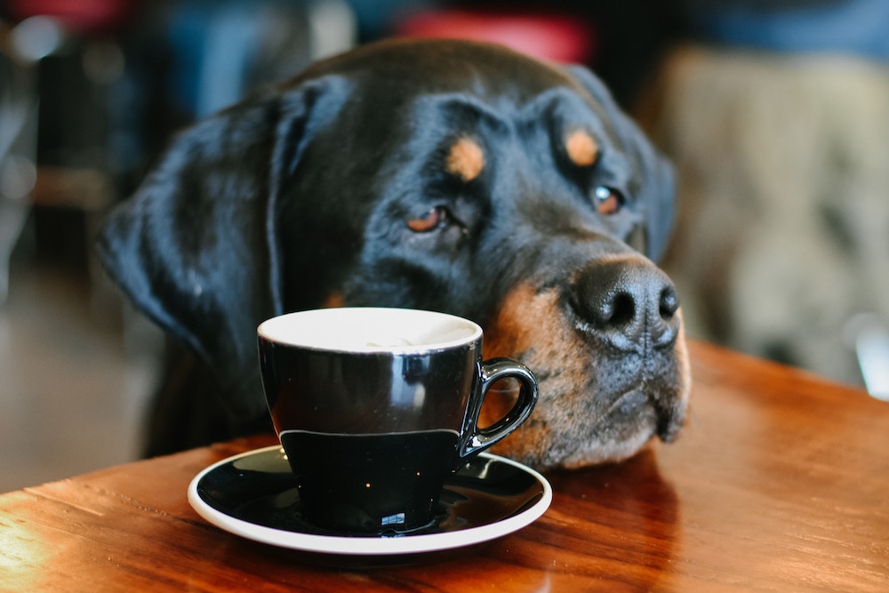 A dog in a café 