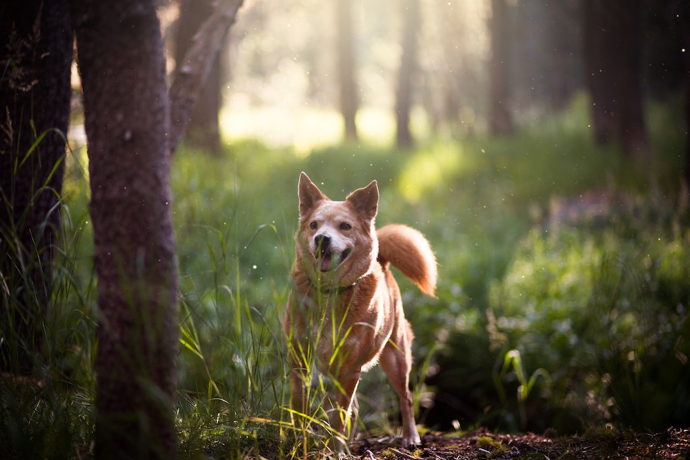 A dog walking in a wood 