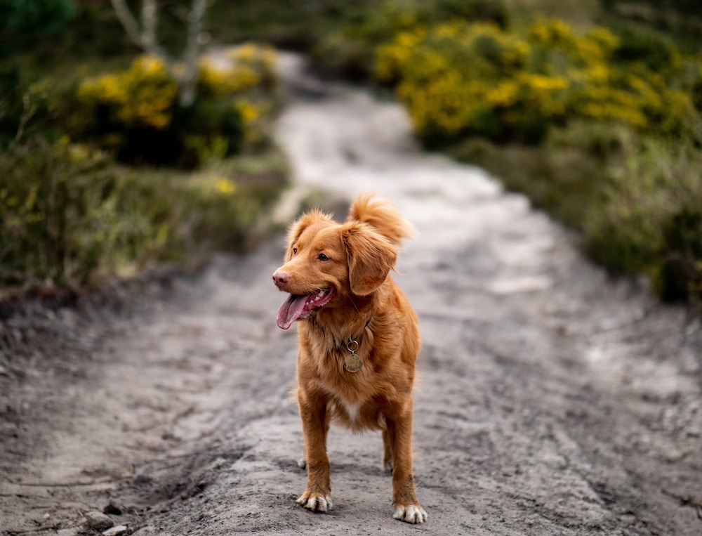 A dog walking along a woodland path 