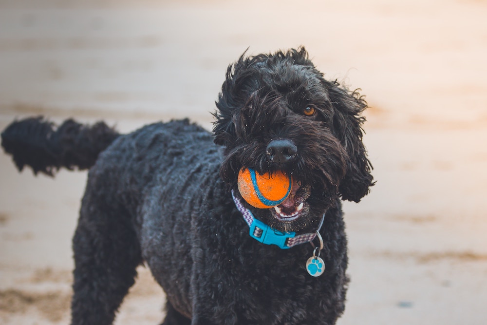 A black dog on the beach holding a ball in its mouth 