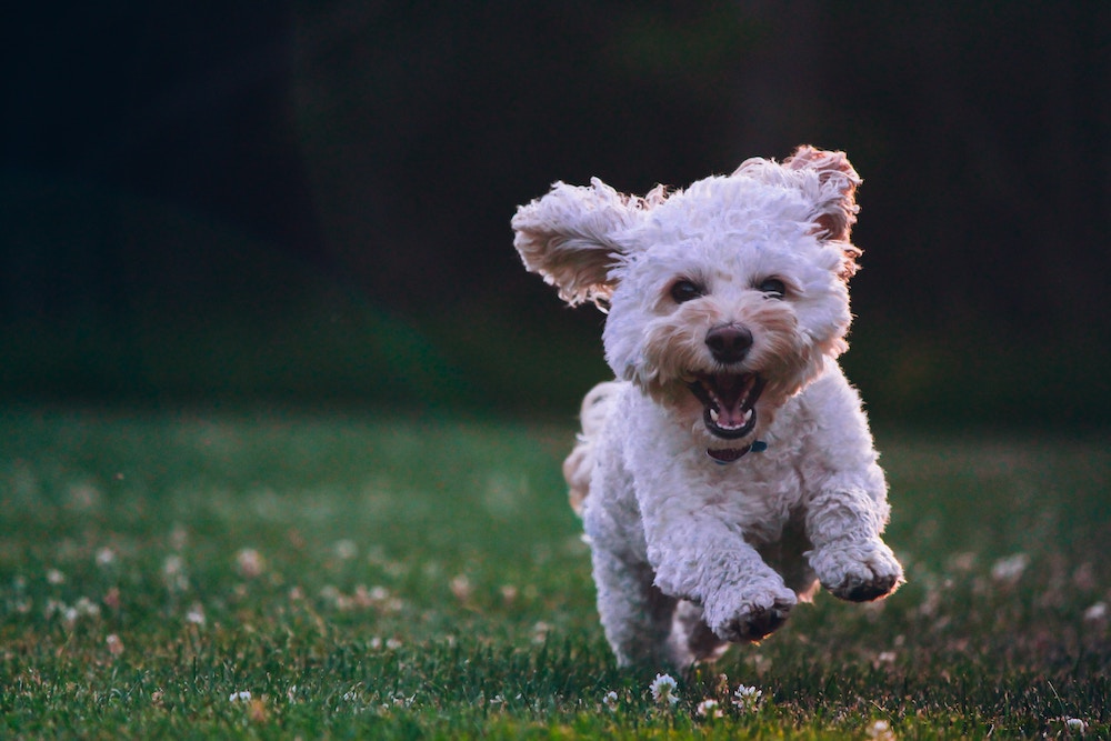 A little dog running through a field