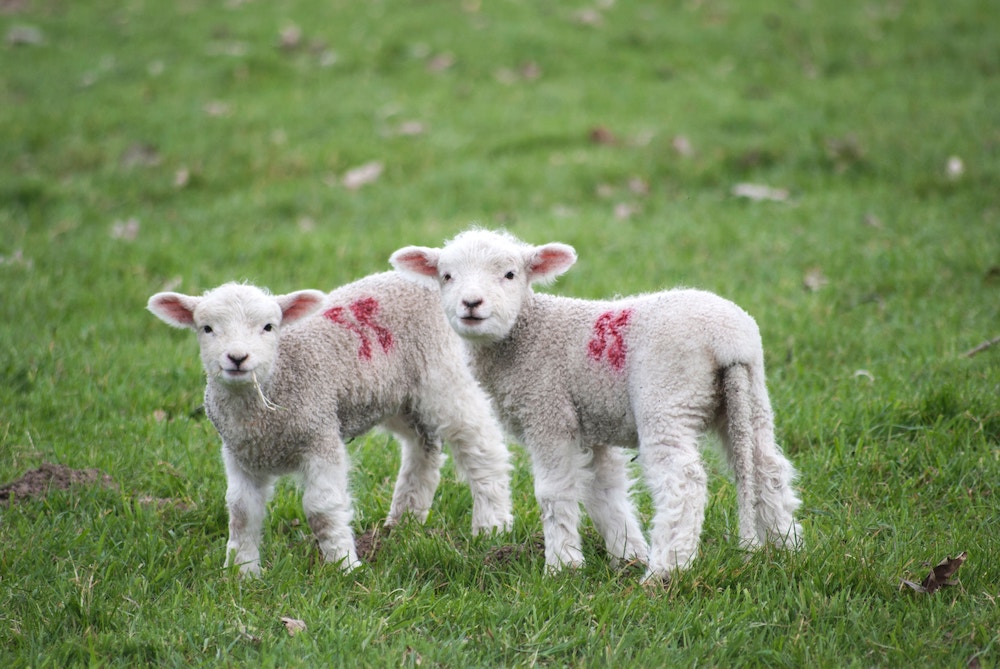 Two lambs in a field