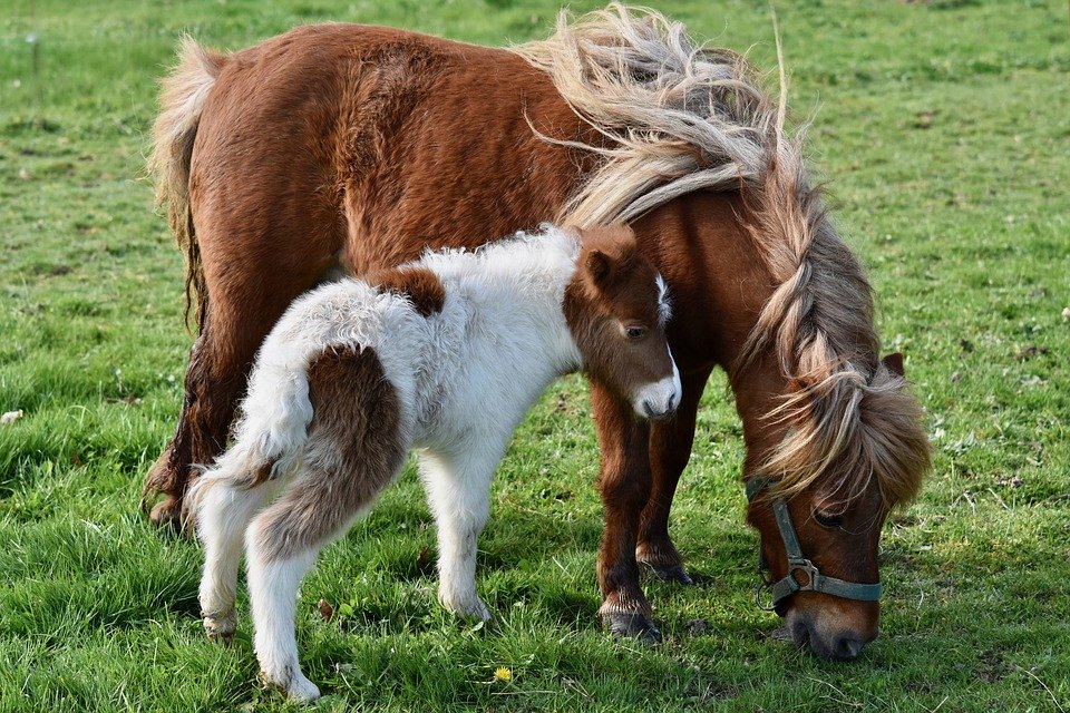 ponies at farm