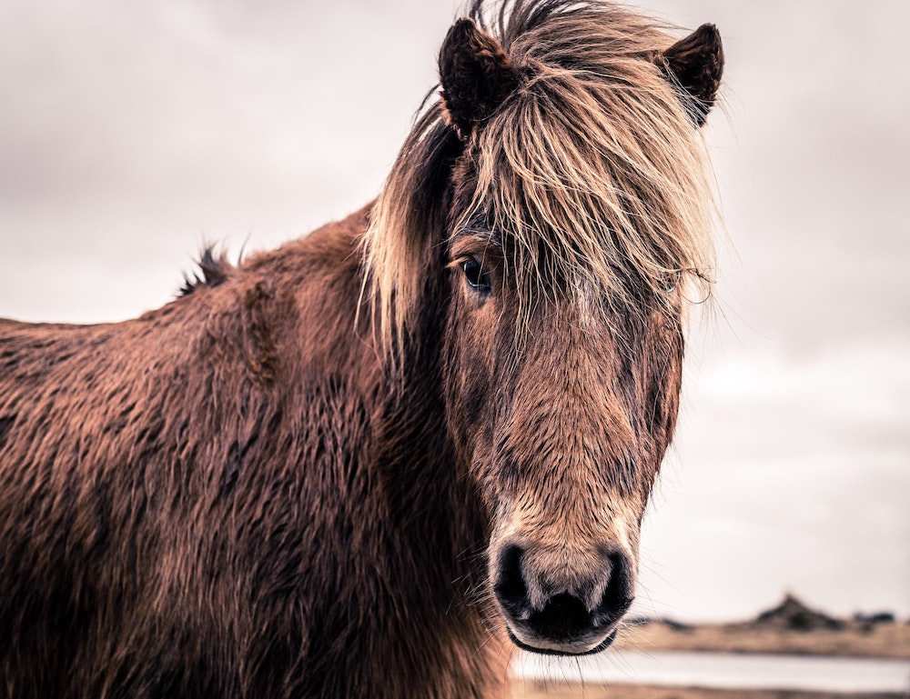 A Shetland pony