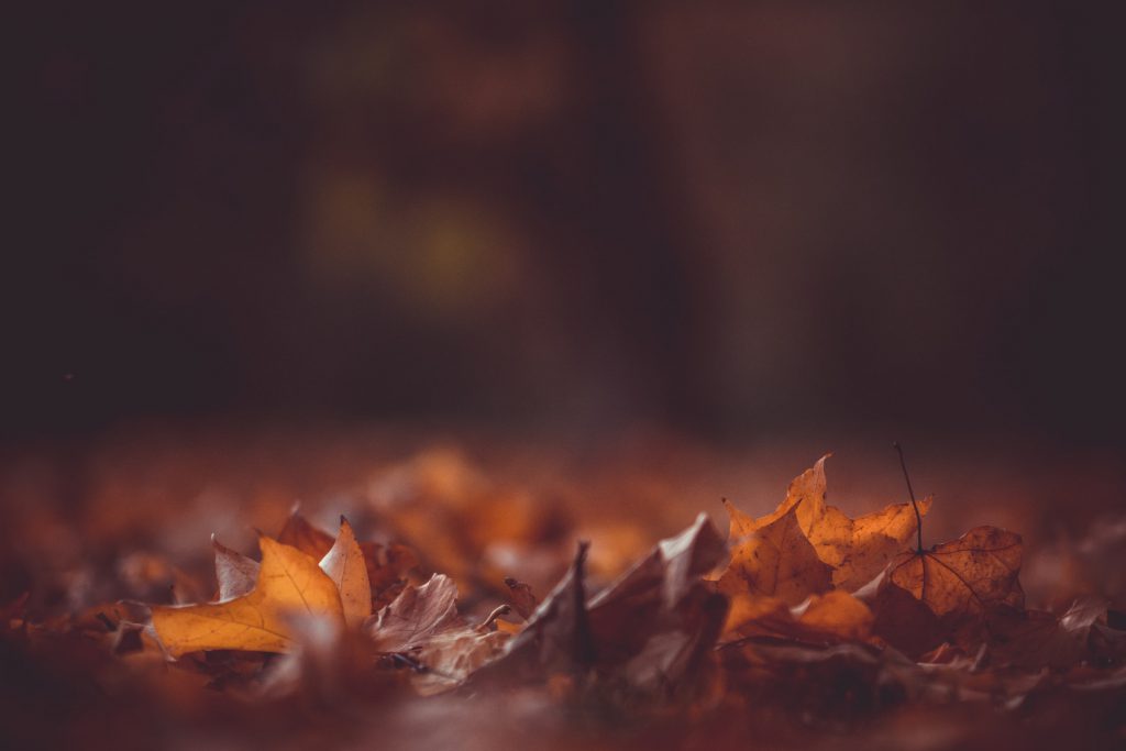 autumn leaves on a woodland floor