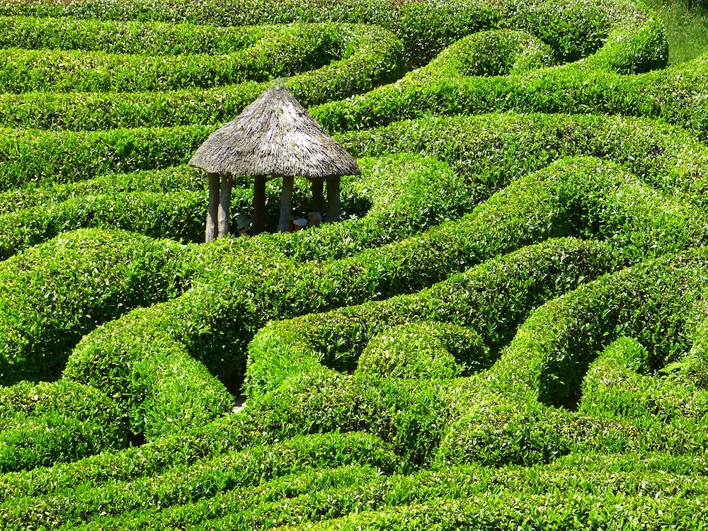 The maze at Glendurgan Garden