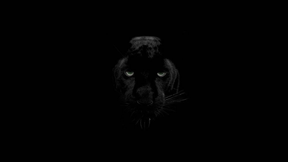 A big black cat in the dark.