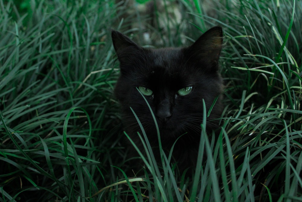 A black cat in the grass