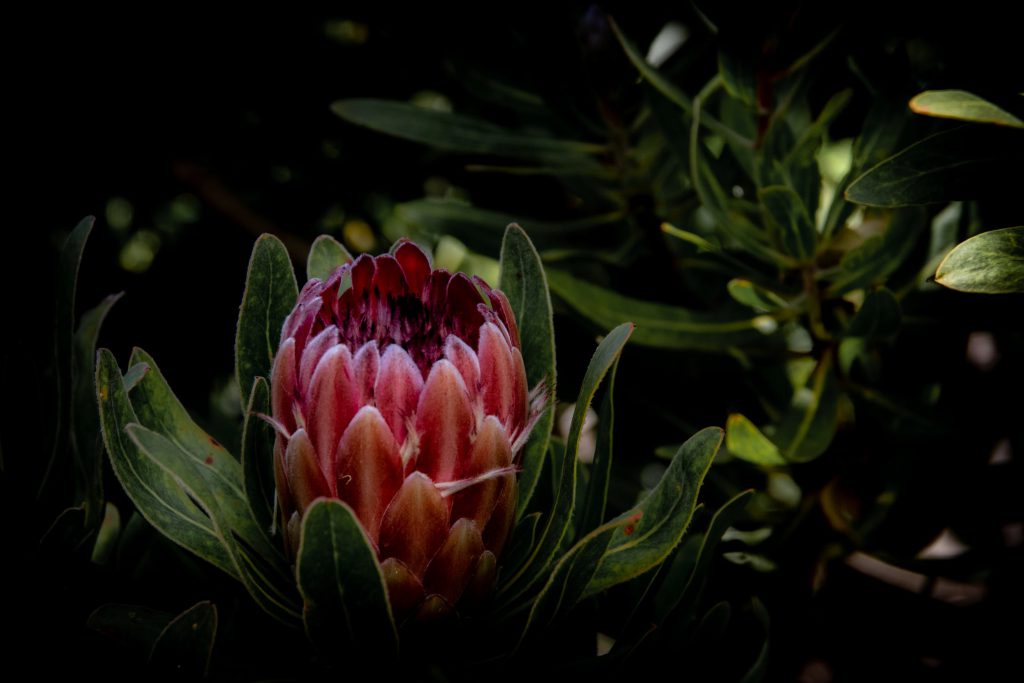 A blooming proteas
