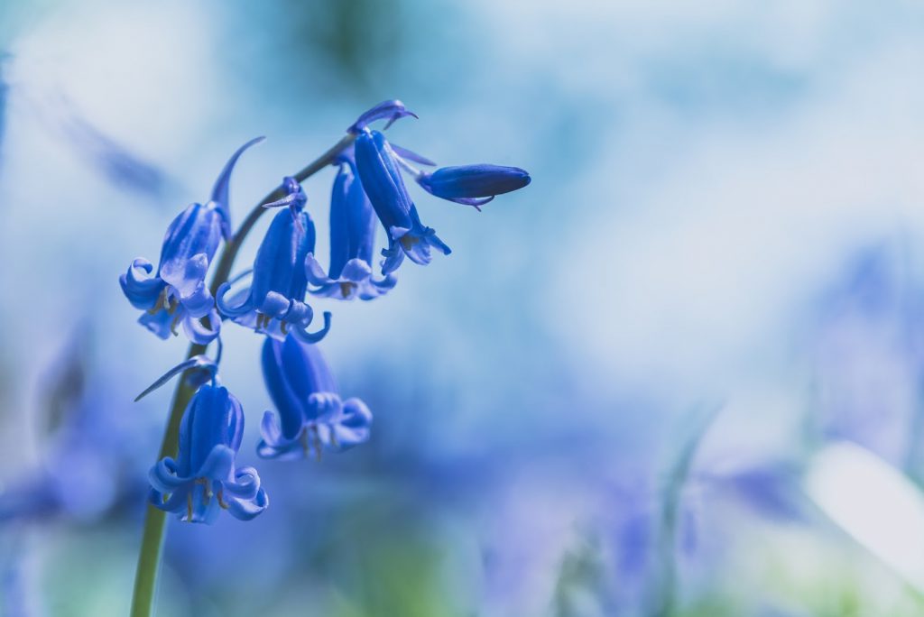 A closeup of a bluebell flower
