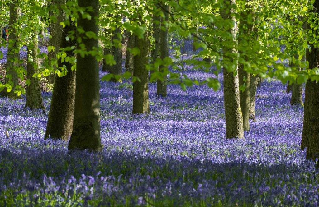 A woodland field of bluebells

