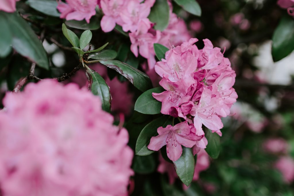 Pink rhododendrons in bloom