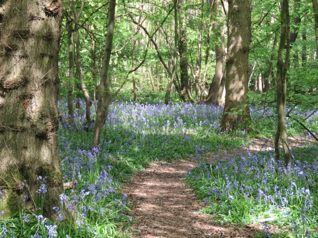 A woodland path bordered by bluebells 
