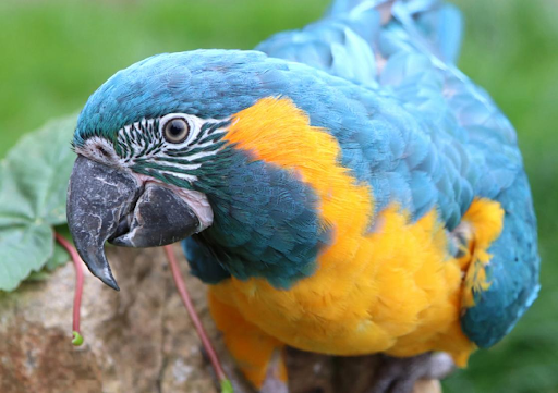 A parrot at Paradise Park