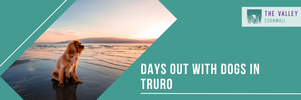 Days out with dogs in Truro 