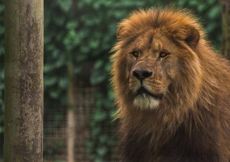 A lion at Newquay Zoo