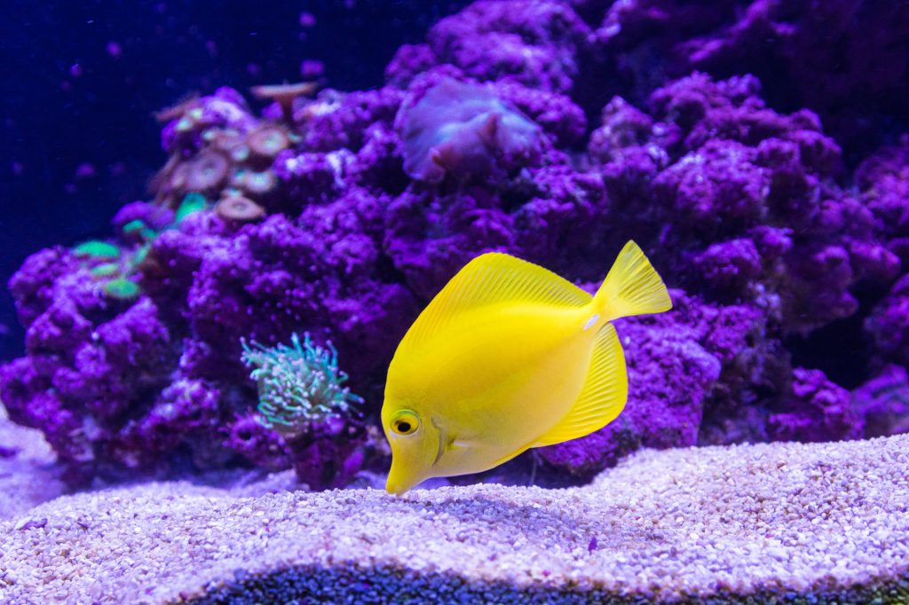 A yellow tropical fish in an aquarium