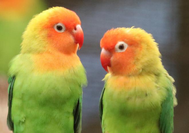 Green, yellow and orange birds