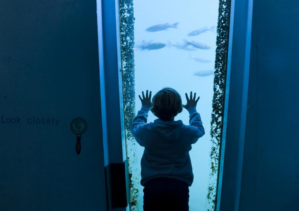 A child looking at a fish tank in a museum 