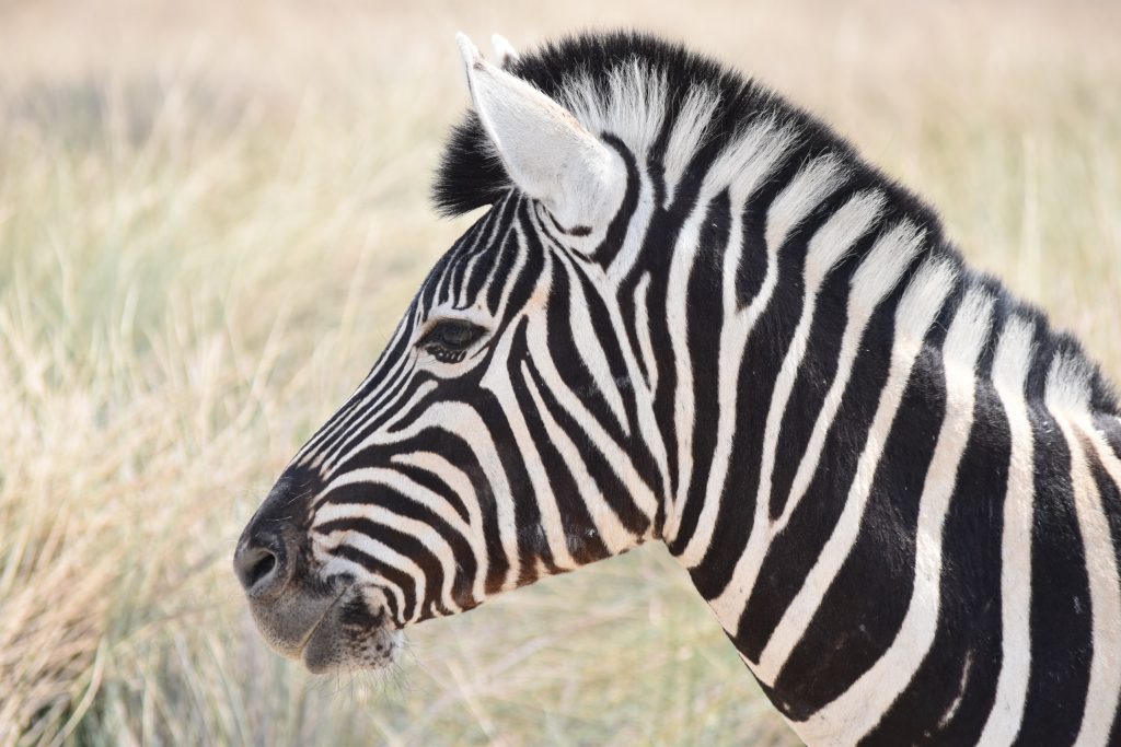 A closeup of a zebra's face