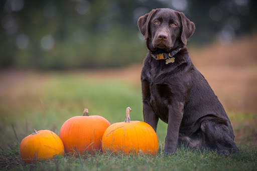 A brown dog sat next to three pumpkins