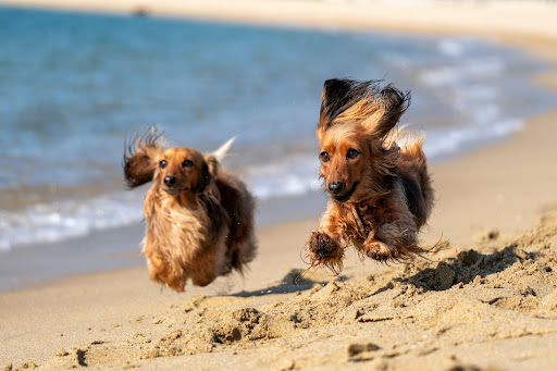 Two dogs running along a sandy beach