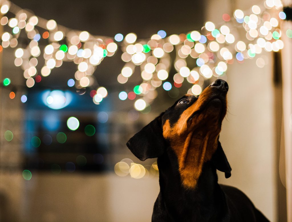 A dog in front of a string of Christmas lights
