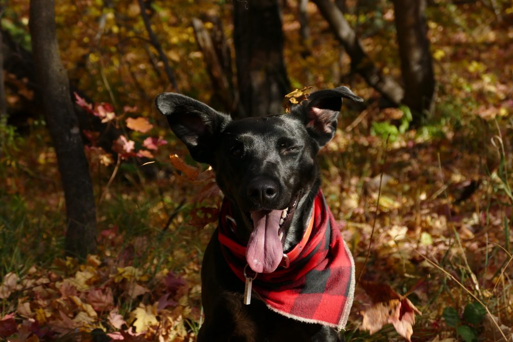 A black dog with a red scarf