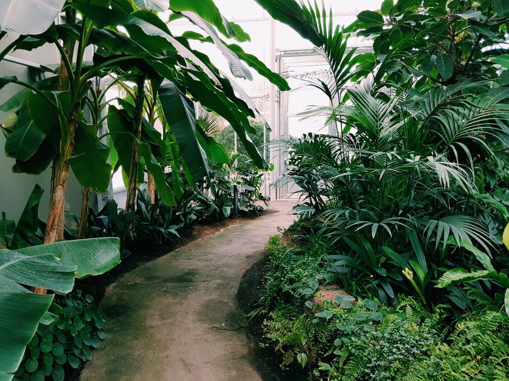 indoor path surrounded by green plants 