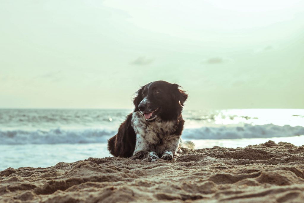 Dog on the sand 