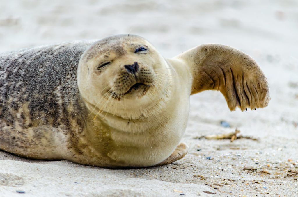 seal waving