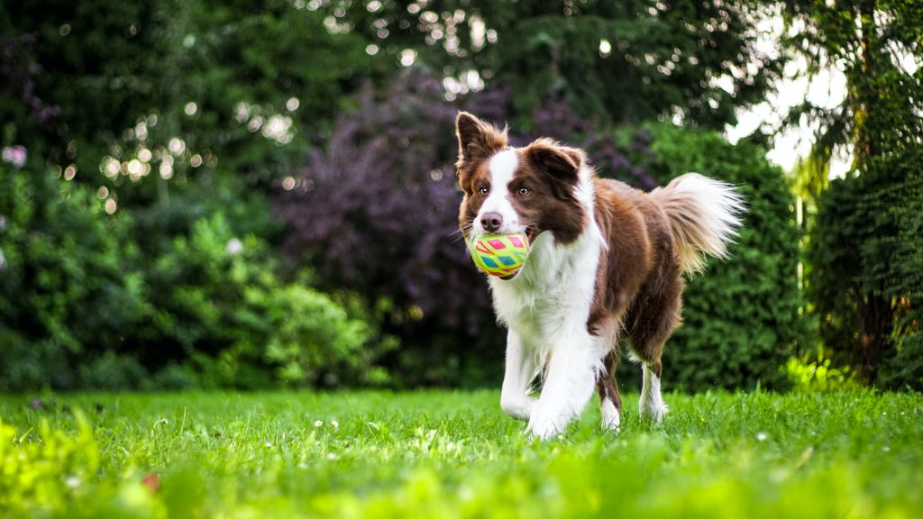 dog running with a ball in its mouth