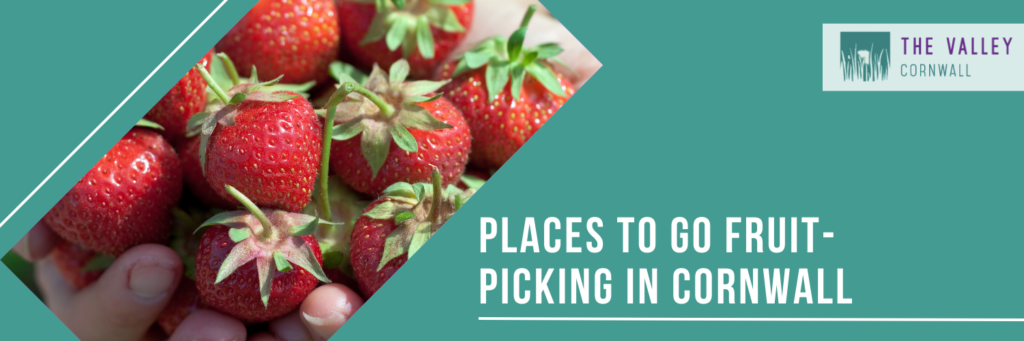 Places to go fruit-picking in Cornwall