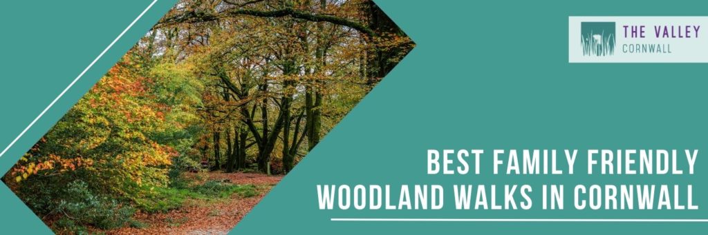The best family friendly woodland walks in Cornwall